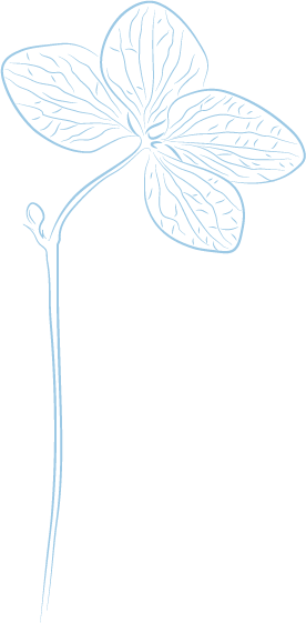 Hyd bud illo blue